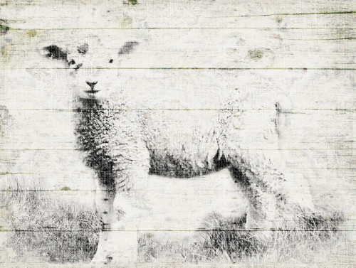 Vintage Lamb Poster Print by Jace Grey - Item # VARPDXJGRC475G