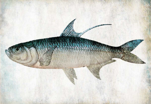 Blue Fish Poster Print by Jace Grey - Item # VARPDXJGRC510A