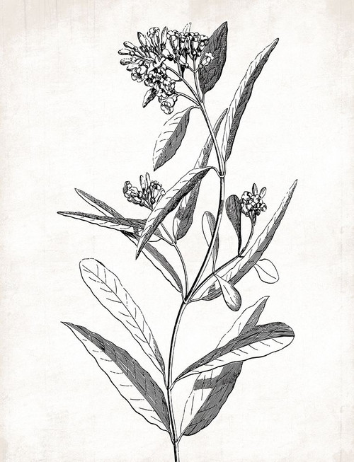 Cream Black Florals Poster Print by Jace Grey - Item # VARPDXJGRC725A