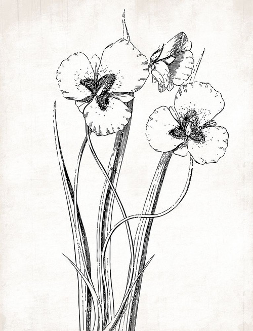 Cream Black Florals Mate Poster Print by Jace Grey - Item # VARPDXJGRC725B