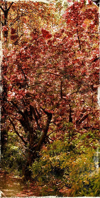 Ny Fall Trees Poster Print by Jace Grey - Item # VARPDXJGRN019A
