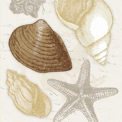Shells 3 Poster Print by Jace Grey
