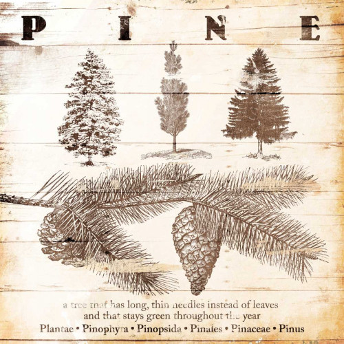 All About Pine Poster Print by Jace Grey - Item # VARPDXJGSQ605B