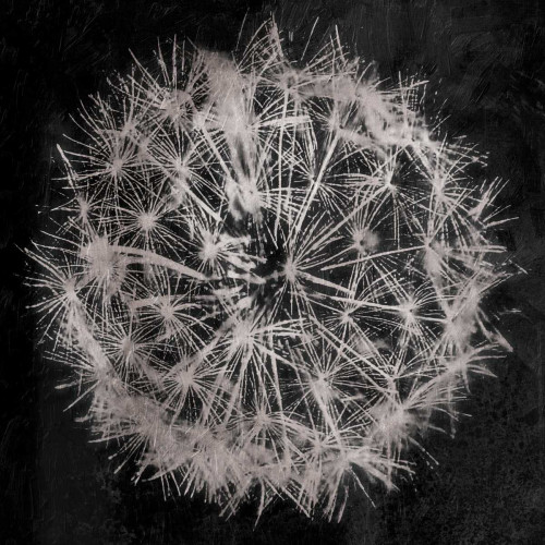 Rich Silver Dandelion Poster Print by Jace Grey - Item # VARPDXJGSQ780B