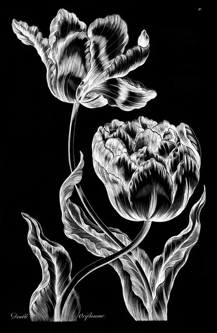 Double Oriflamme Poster Print by John Hill - Item # VARPDXJHI11