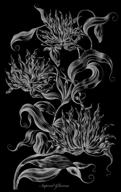 Imperial Gloriosa  Poster Print by John Hill - Item # VARPDXJHI13