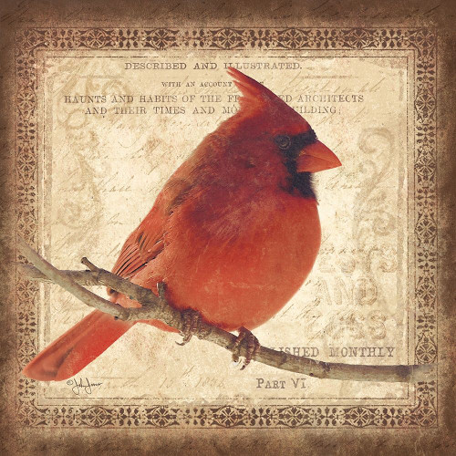 Male Cardinal Poster Print by John Jones - Item # VARPDXJJ784