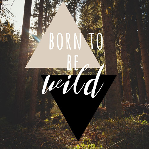 Born To Be Wild 38 Poster Print by Jelena Matic - Item # VARPDXJM5SQ001A