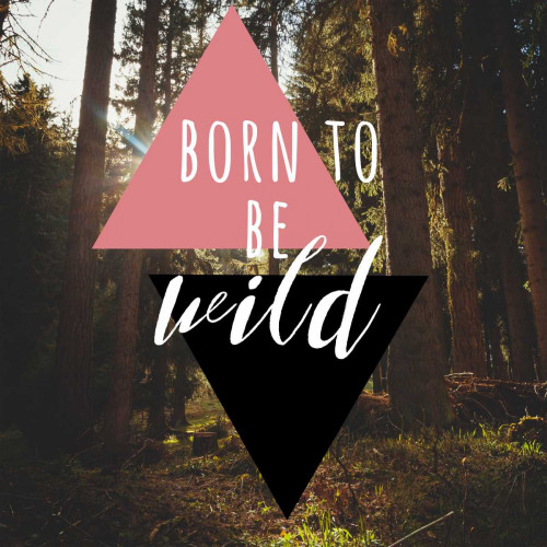 Born to be Wild 2 Poster Print by Matic,Jelena Matic - Item # VARPDXJMSQ037A