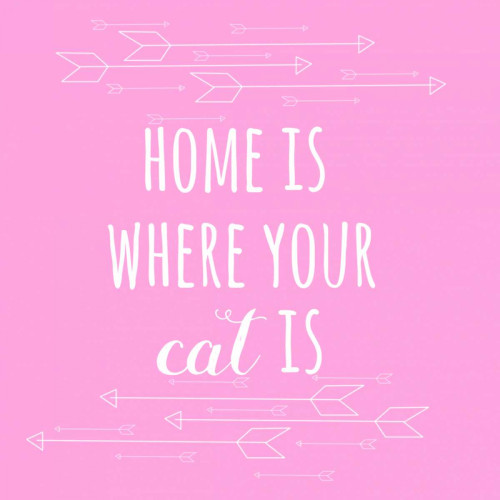 Home Cat Poster Print by Matic,Jelena Matic - Item # VARPDXJMSQ105A