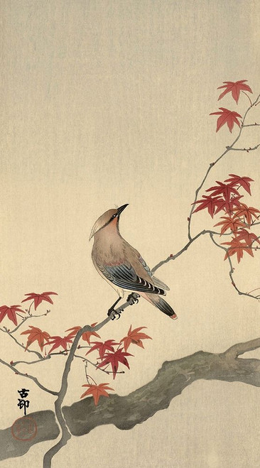 Japanese Waxwing on Maple, 1900-1936 Poster Print by Ohara Koson - Item # VARPDXK2719D