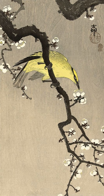 Chinese Wielewaal on Plum Blossom Branch, 1900-1910 Poster Print by Ohara Koson - Item # VARPDXK2720D