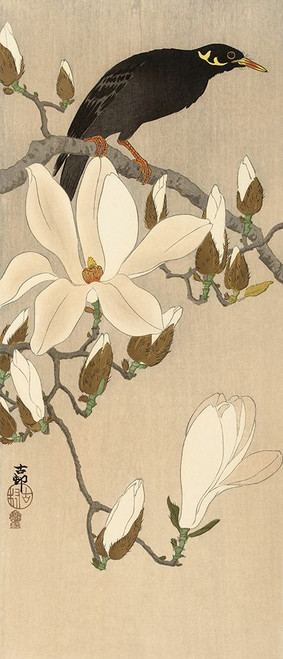 Myna on Magnolia Branch, 1900-1910 Poster Print by Ohara Koson - Item # VARPDXK2723D