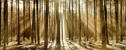 Morning through the Trees Poster Print by Allen Kimberly