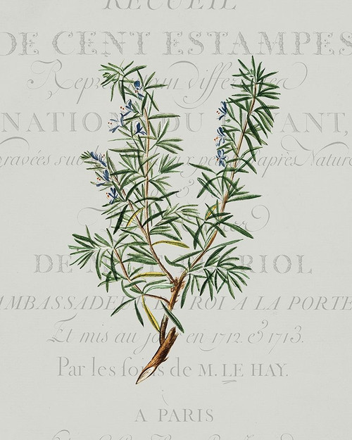 Fresh Herbs 3 Poster Print by Allen Kimberly - Item # VARPDXKARC1012C