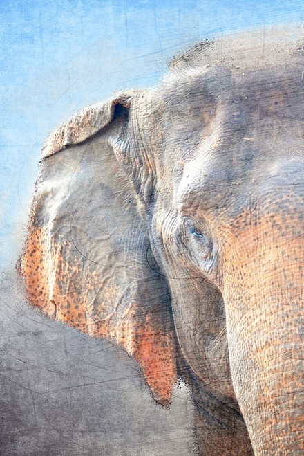 African Elephant A Poster Print by Allen Kimberly - Item # VARPDXKARC1021A
