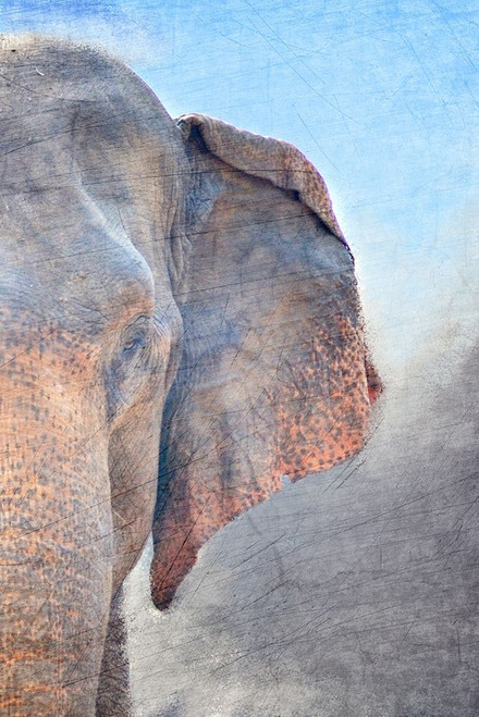 African Elephant B Poster Print by Allen Kimberly - Item # VARPDXKARC1021B