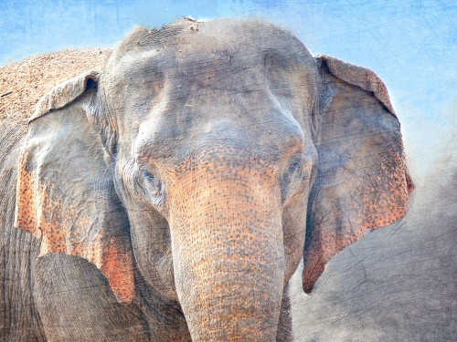 African Elephant Poster Print by Allen Kimberly - Item # VARPDXKARC1021C