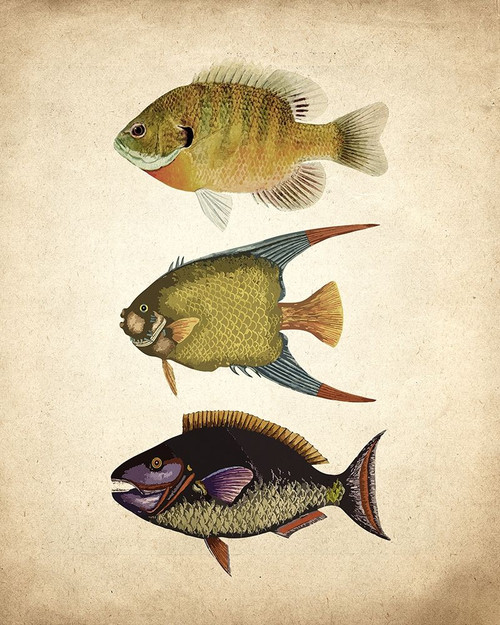 Fish A Poster Print by Allen Kimberly - Item # VARPDXKARC1052A