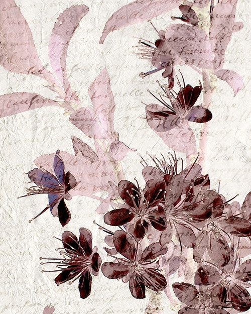Cherry Blossom Plum 1 Poster Print by Allen Kimberly - Item # VARPDXKARC1270A