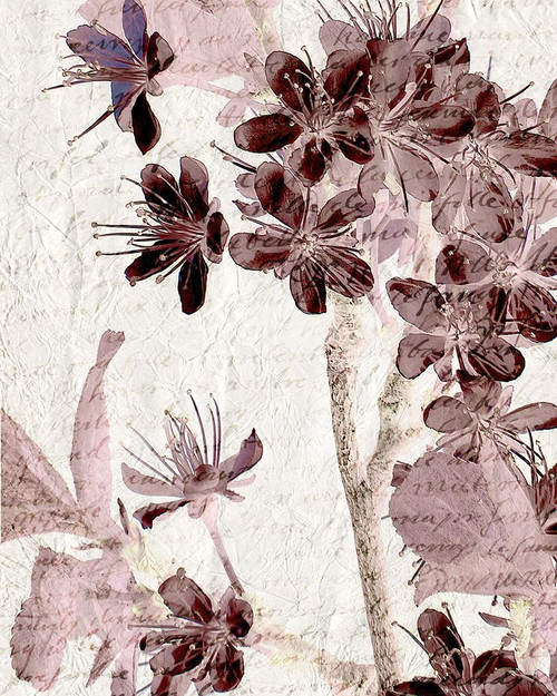 Cherry Blossom Plum 2 Poster Print by Allen Kimberly - Item # VARPDXKARC1270B