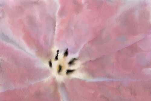 Tulip Center Poster Print by Allen Kimberly - Item # VARPDXKARC1274A