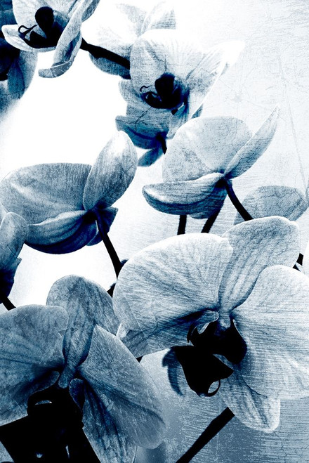 Climbing Orchids Poster Print by Allen Kimberly - Item # VARPDXKARC1296A