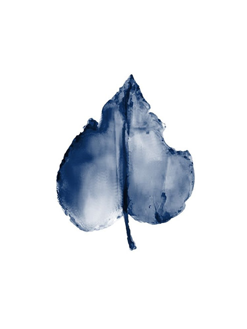 Navy Leaf Print 2 Poster Print by Allen Kimberly - Item # VARPDXKARC1298B