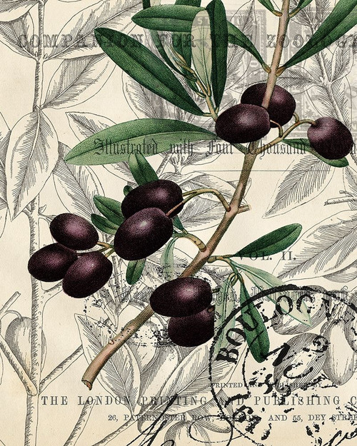 Olive Love 1 Poster Print by Allen Kimberly - Item # VARPDXKARC1343A