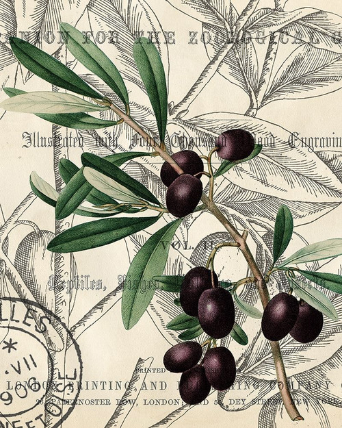 Olive Love 2 Poster Print by Allen Kimberly - Item # VARPDXKARC1343B