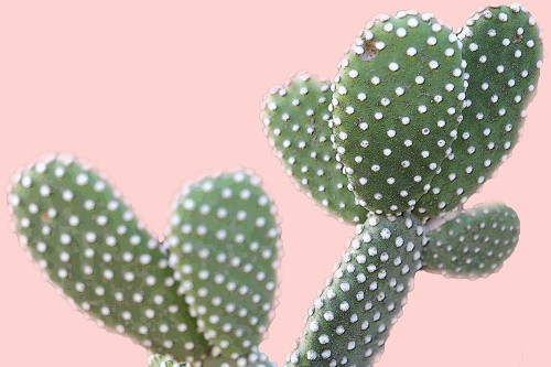 Blush Cactus 1 v2 Poster Print by Allen Kimberly - Item # VARPDXKARC1361C