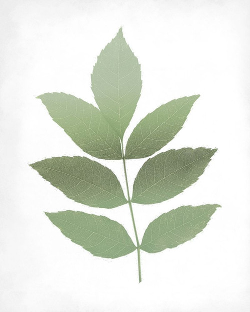 Leaves Print 1 Poster Print by Allen Kimberly - Item # VARPDXKARC1391A