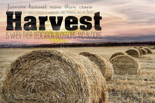 Farmers Harvest Poster Print by Allen Kimberly - Item # VARPDXKARC1446A