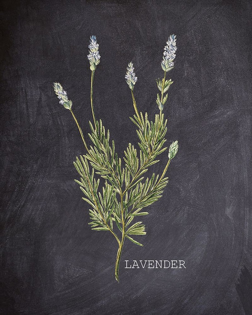 Blackboard Herbs 1 Poster Print by Allen Kimberly