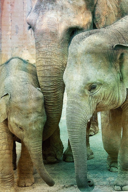 Elephant Family Poster Print by Allen Kimberly - Item # VARPDXKARC1496A
