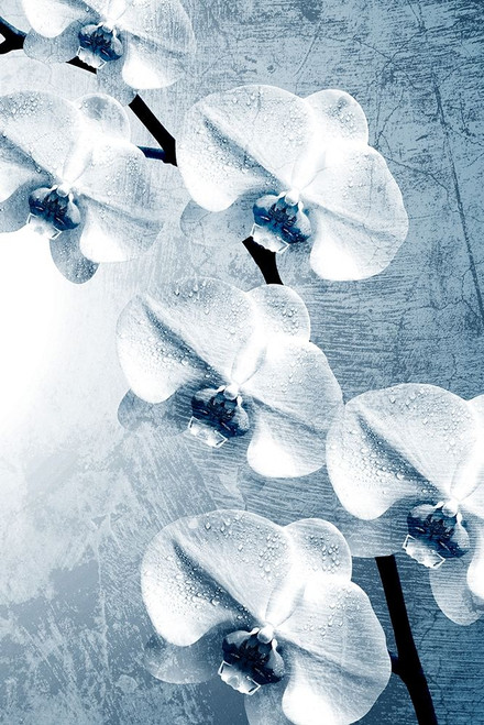 Climbing Orchids 2 Poster Print by Allen Kimberly - Item # VARPDXKARC1525A