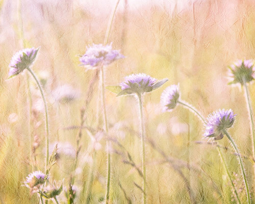 Hazy Afternoon Sun 1 Poster Print by Allen Kimberly - Item # VARPDXKARC591A