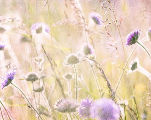 Hazy Afternoon Sun 2 Poster Print by Allen Kimberly - Item # VARPDXKARC591B