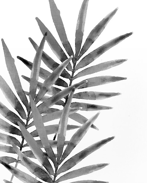 Ferns By Night 1 Poster Print by Allen Kimberly - Item # VARPDXKARC643A