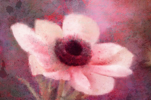 Blooming Pink Poster Print by Allen Kimberly - Item # VARPDXKARC712A