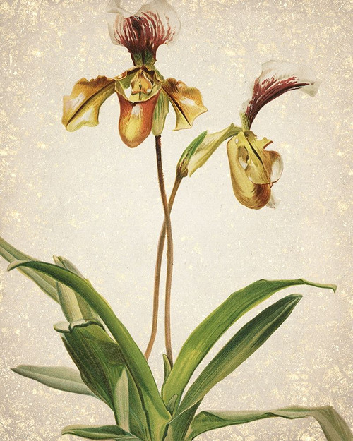 Orchids  1 Poster Print by Allen Kimberly - Item # VARPDXKARC777A