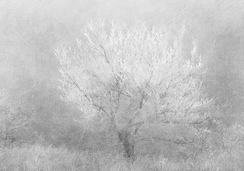 Silver Dreaming Tree Poster Print by Allen Kimberly - Item # VARPDXKARC846A