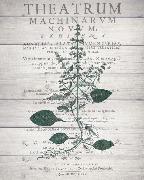 Botanical B v2 Poster Print by Allen Kimberly - Item # VARPDXKARC855B