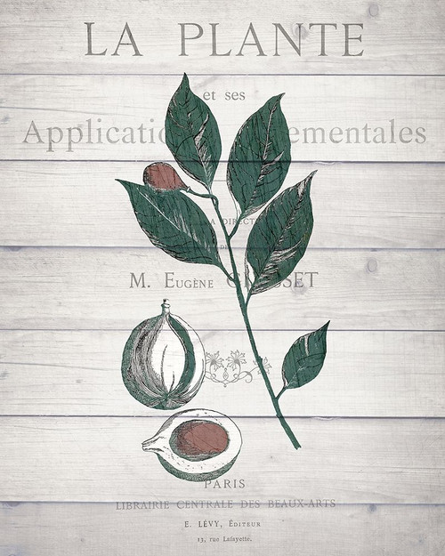 Botanical C v2 Poster Print by Allen Kimberly - Item # VARPDXKARC855C