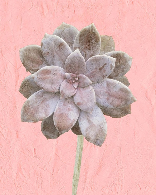 On Pink C Poster Print by Allen Kimberly - Item # VARPDXKARC883B