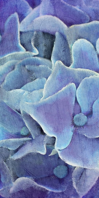 Hydrangea Panel 1 Poster Print by Allen Kimberly - Item # VARPDXKARN102A
