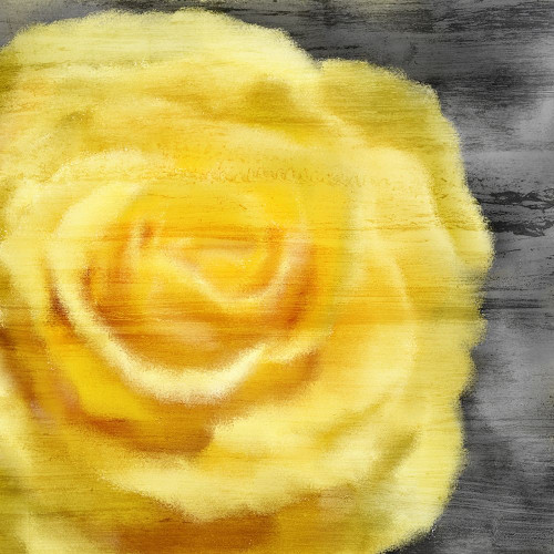 Yellow Rose Poster Print by Allen Kimberly - Item # VARPDXKASQ1197B