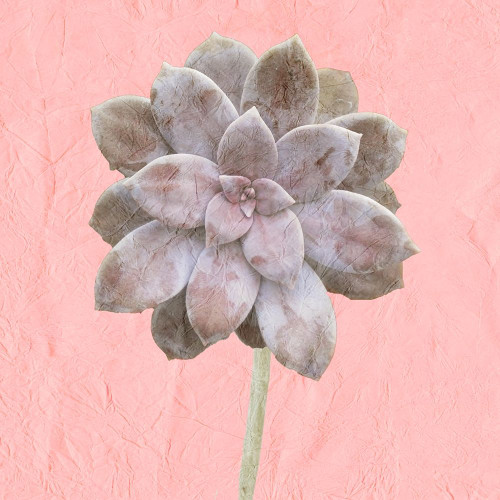 Succulent Pink Poster Print by Allen Kimberly - Item # VARPDXKASQ1252A