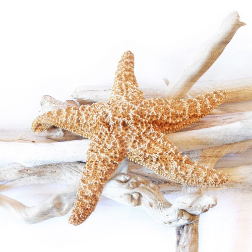 Starfish Beach 5 v2 Poster Print by Allen Kimberly - Item # VARPDXKASQ1382D