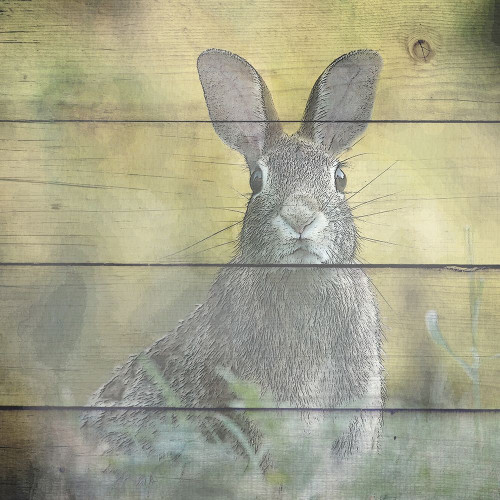 Woodland 3 Poster Print by Allen Kimberly - Item # VARPDXKASQ1392C